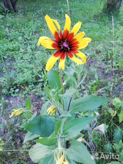 Ромашка многолетки Рудбекия