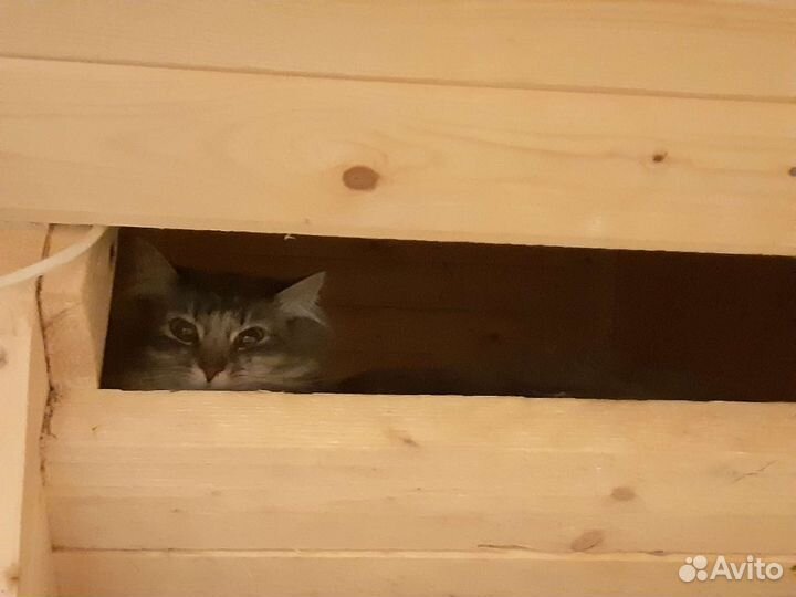 Кошка метис