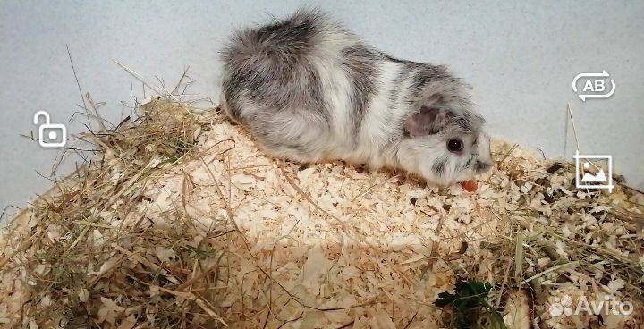 Морская свинка