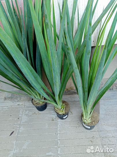 Пальма юкка