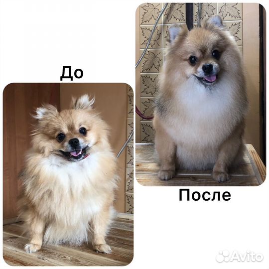 Груминг собак и кошек и передержка