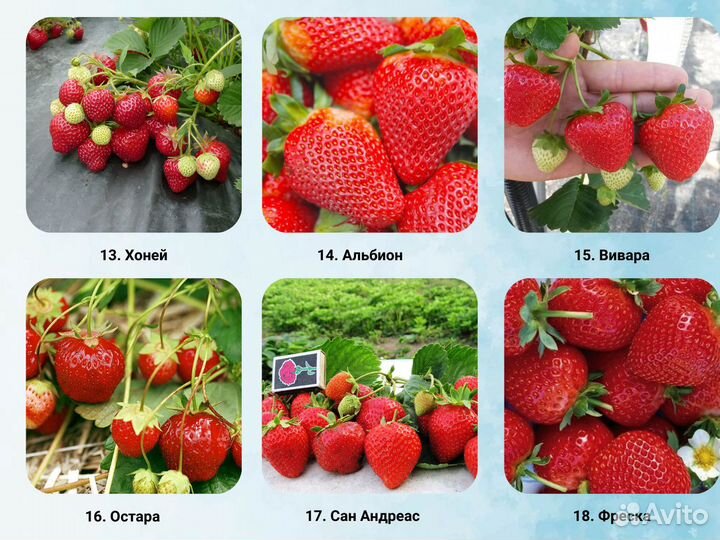 Саженцы клубники, клубника