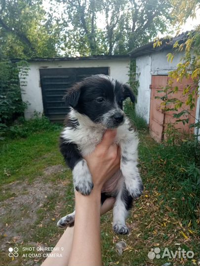 Щенки в добрые руки даром