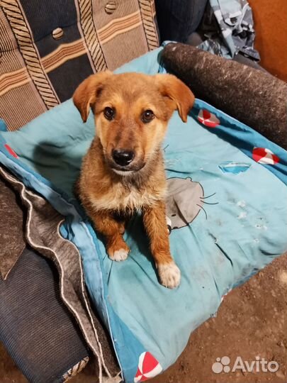 Щенок в добрые руки бесплатно