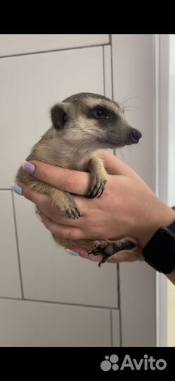 Сурикат мальчик на вязку