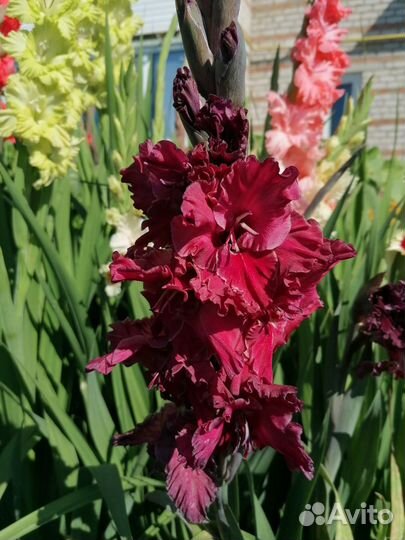 Гладиолусы луковицы