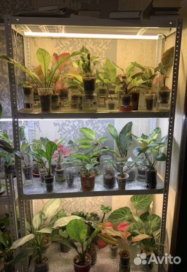 Металлический стеллаж для рассады(новый)