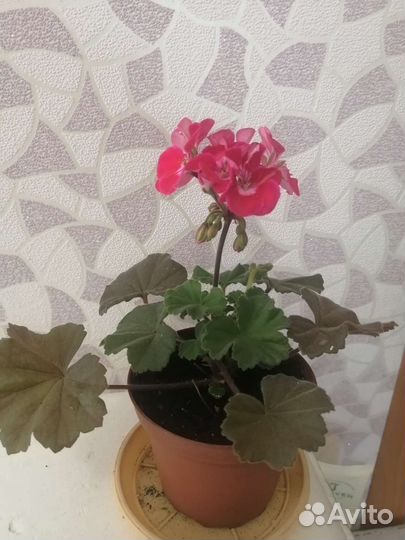 Комнатные цветы