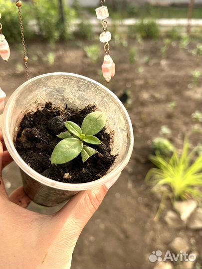 Флокс растопыренный