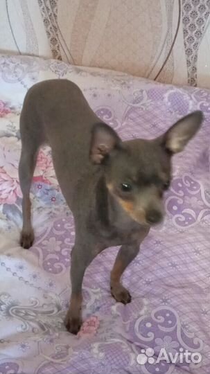 Мини той-терьер вязка