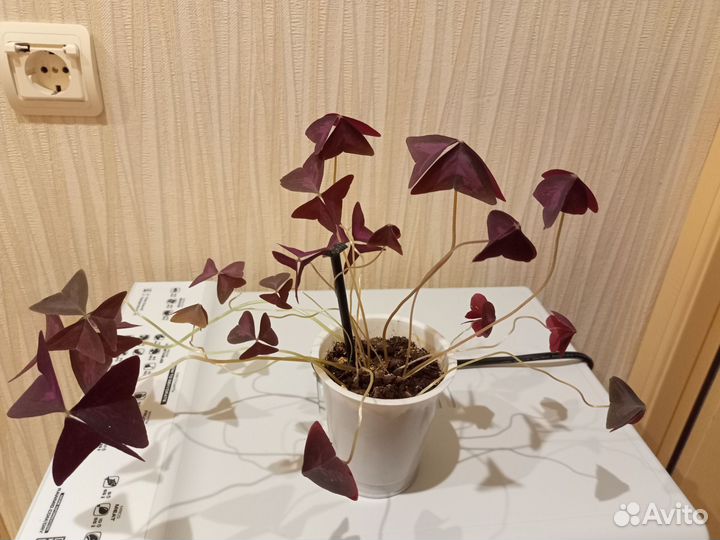 Кислица оксалис, традесканция