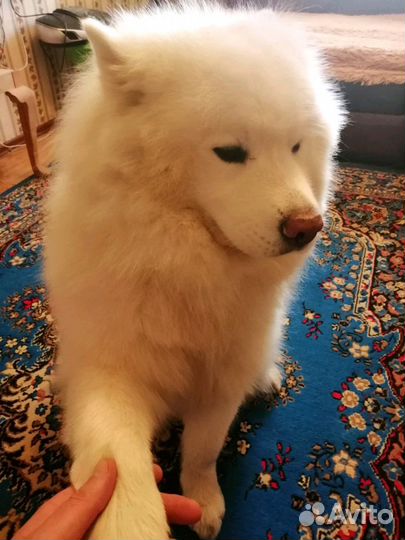 Шерсть самоеда