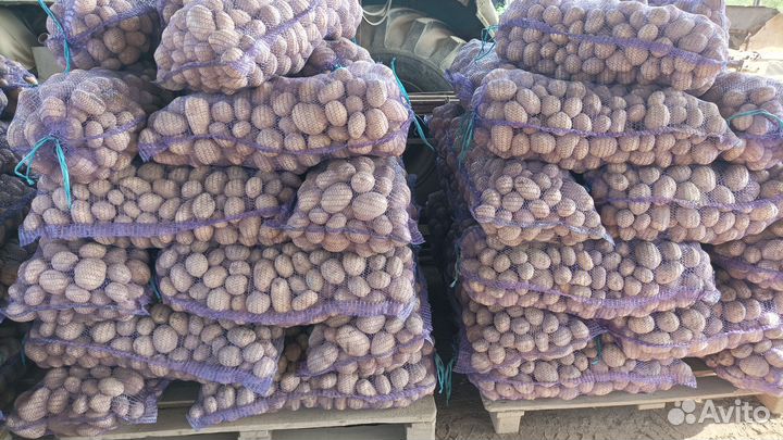 Продажа картофеля оптом и в розницу