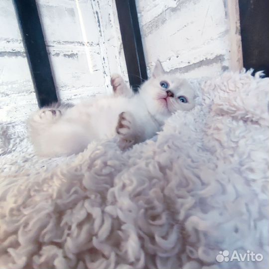 Котята манчкин