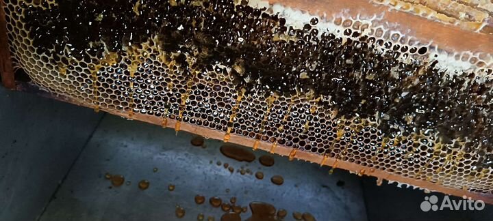 Мед разнотравие с гречкой