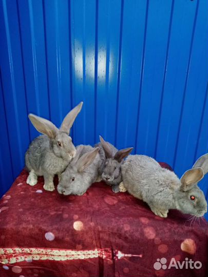 Кролики породы фландр