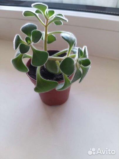 Отросток дерева любви