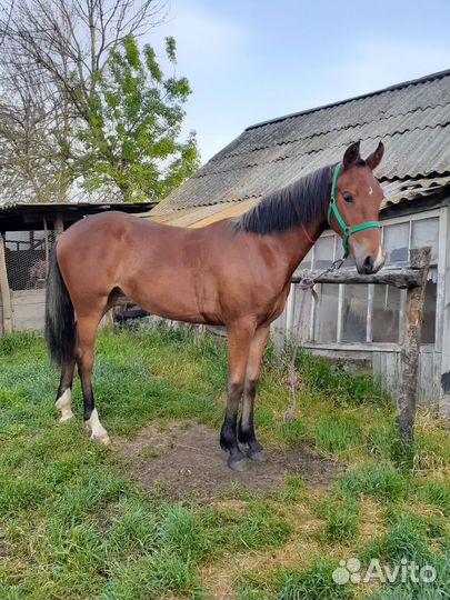 Племенная Орловская кобылка