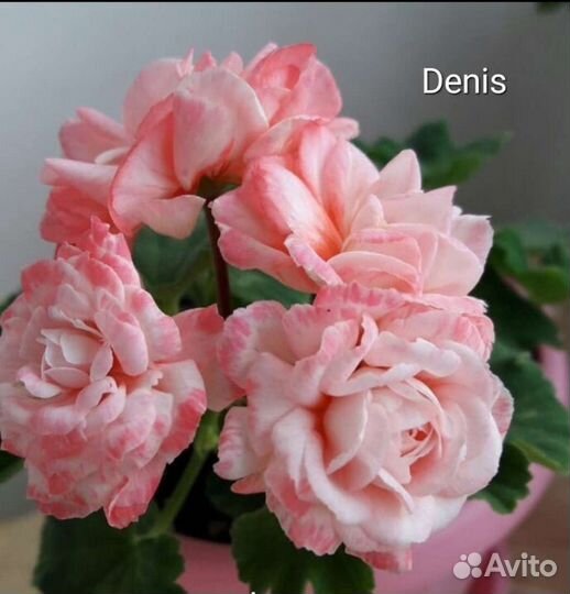 Герань пеларгония