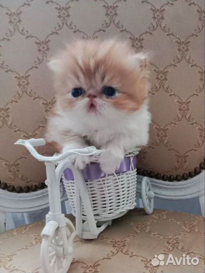 Персидский малыш