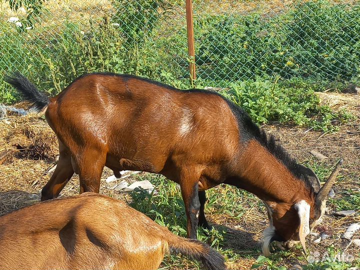 Домашние животные козы