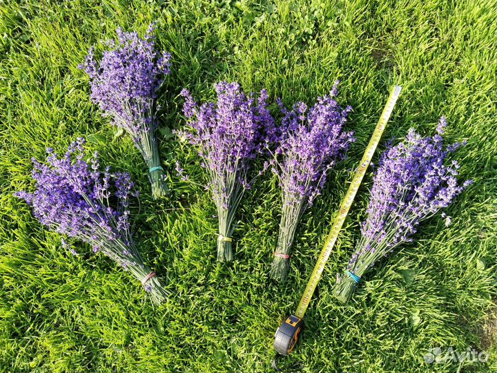 Букетики лаванды сухоцвет 2023