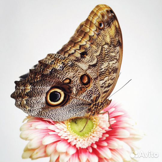 Ферма бабочек. Бабочкарий на 3 куколки с Калиго