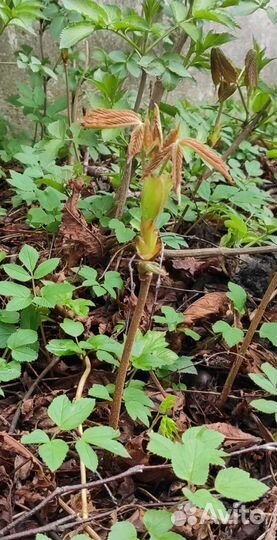 Каштан конский обыкновенный