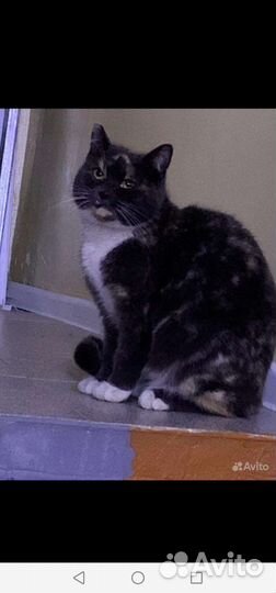 Кошка бесплатно