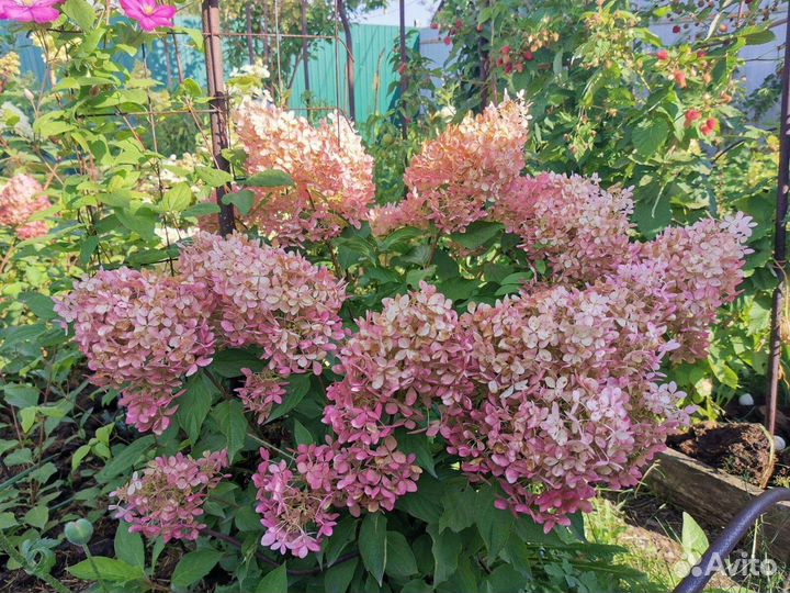 Гортензия Ванилла Фрейз