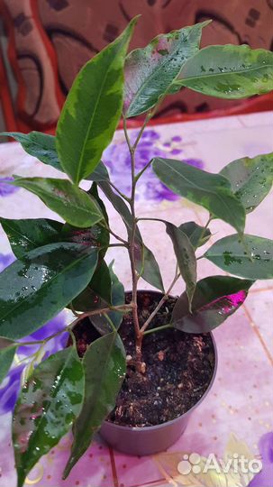 Фикусы, плауновидная красула, алое Пе-пе, драцена