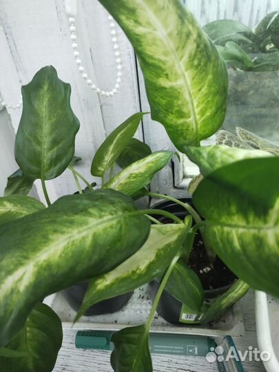 Диффенбахия