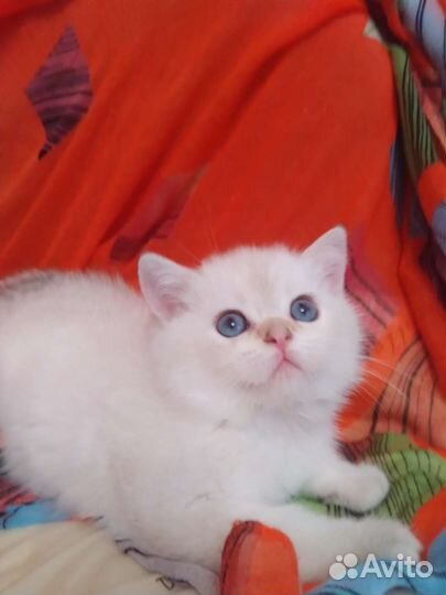 Шотландские котята