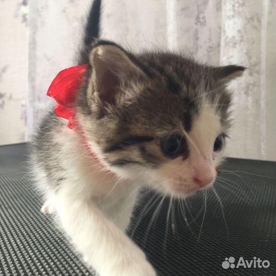 Девочки котята