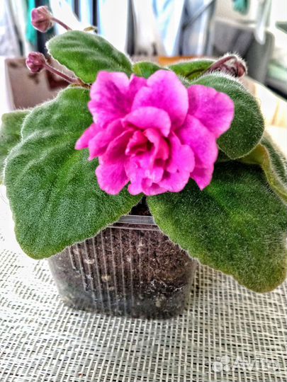 Фиалка сорт Н-Ожидание