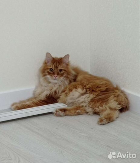 Передержка кошек, собак, грызунов