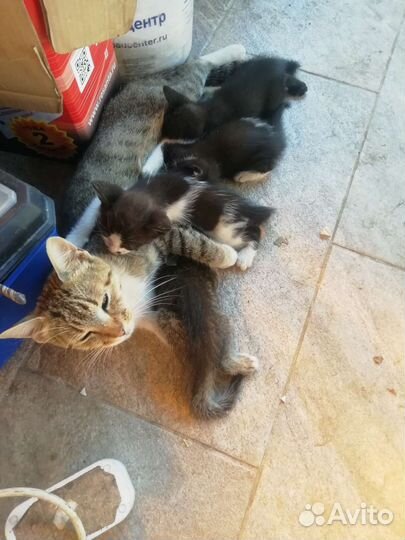 Отдам котят