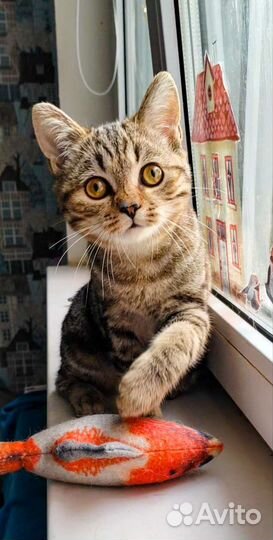 Шотландий клубный скоттиш-страйт котик