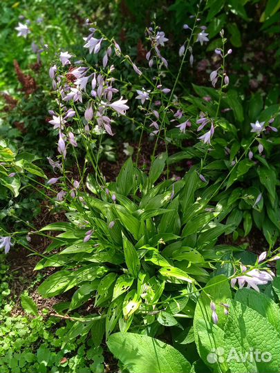 Хоста Ланцетолистная