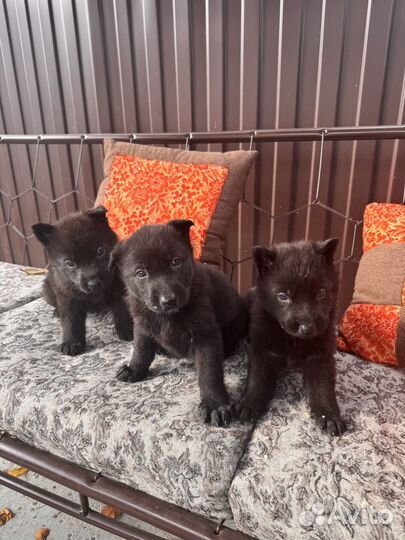 Щенки немецкой овчарки