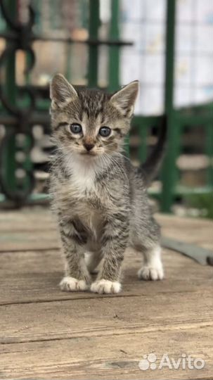 Котята курильского бобтейла