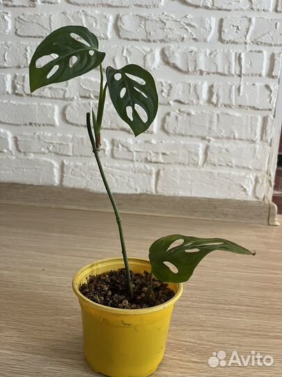 Монстера манки маск