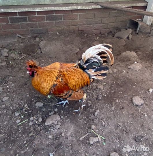 Петух Павловский золотой