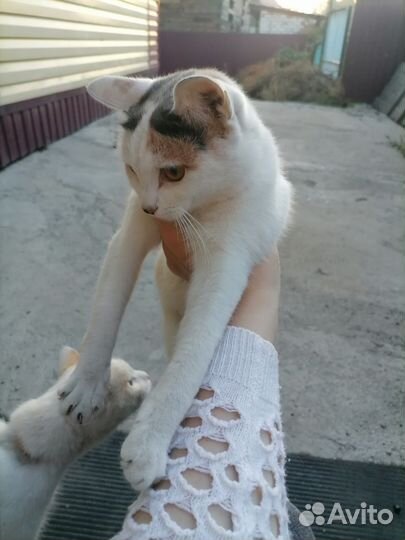 Трехцветная кошка