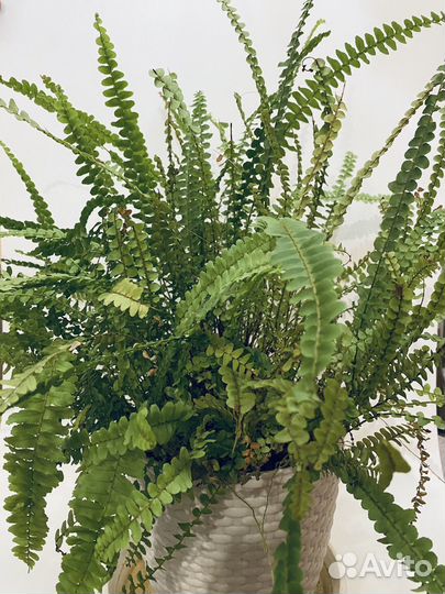 Папоротник