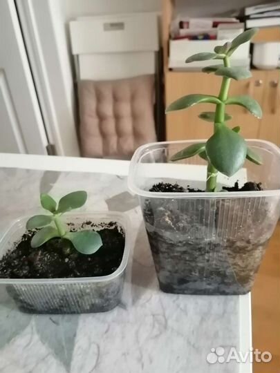 Толстянка крассула денежное дерево