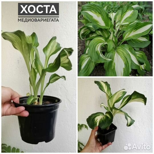 Хоста 2 сорта