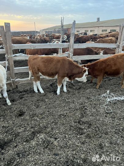 Телки подсосные