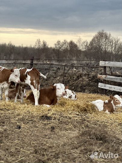 Телята бычки