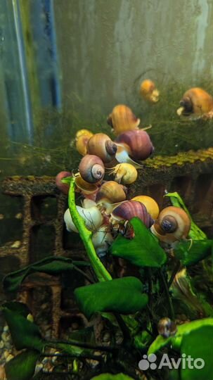 Улитки ампулярии